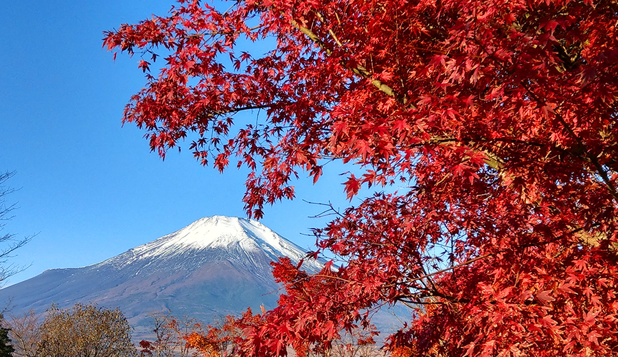 《自由Eye旅行》富士五湖紅葉巡旅(半自助.自駕.攝影)8日